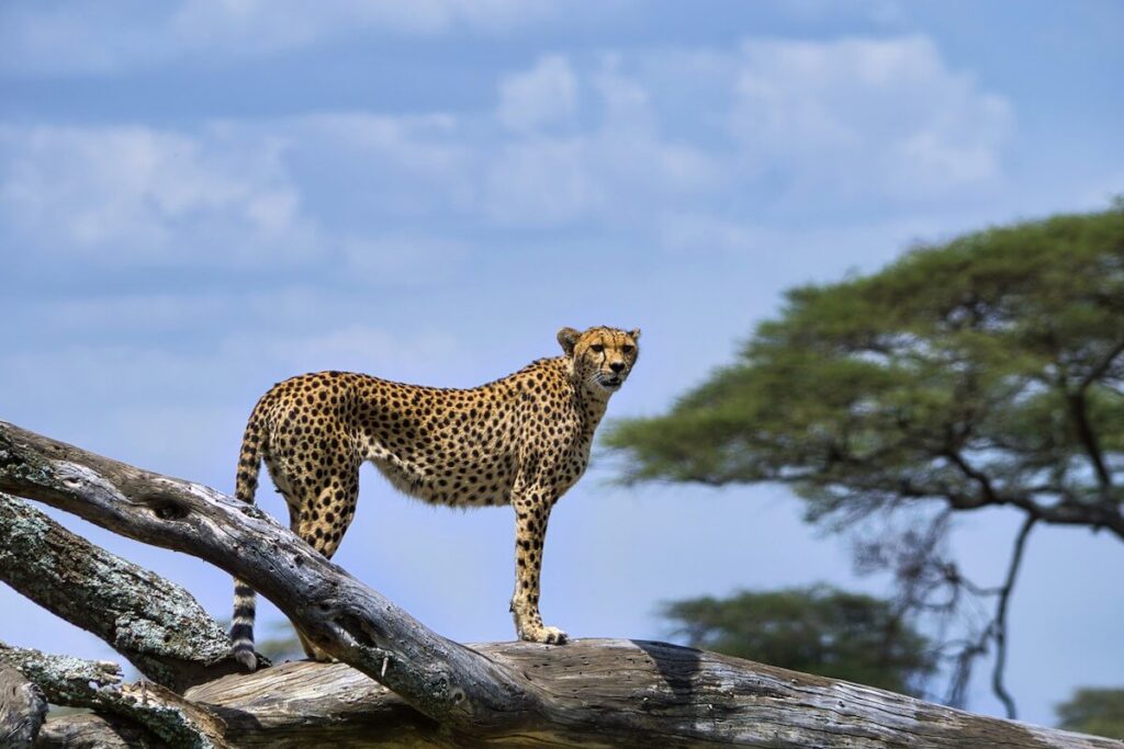 Widala Travel - Cheetah