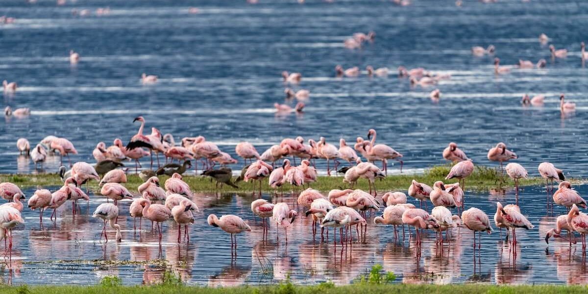 Widala Travel - Ngorongoro